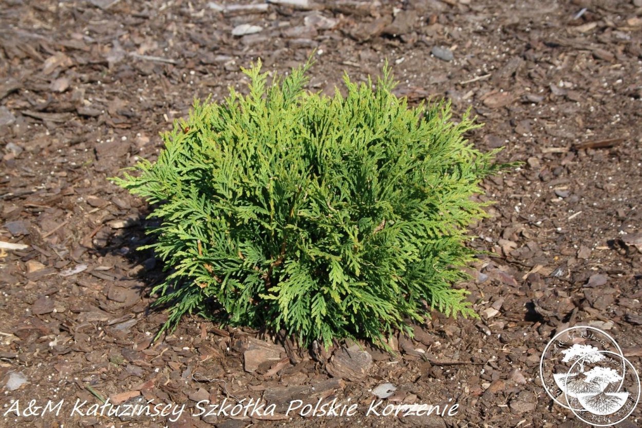 Туя little Champion