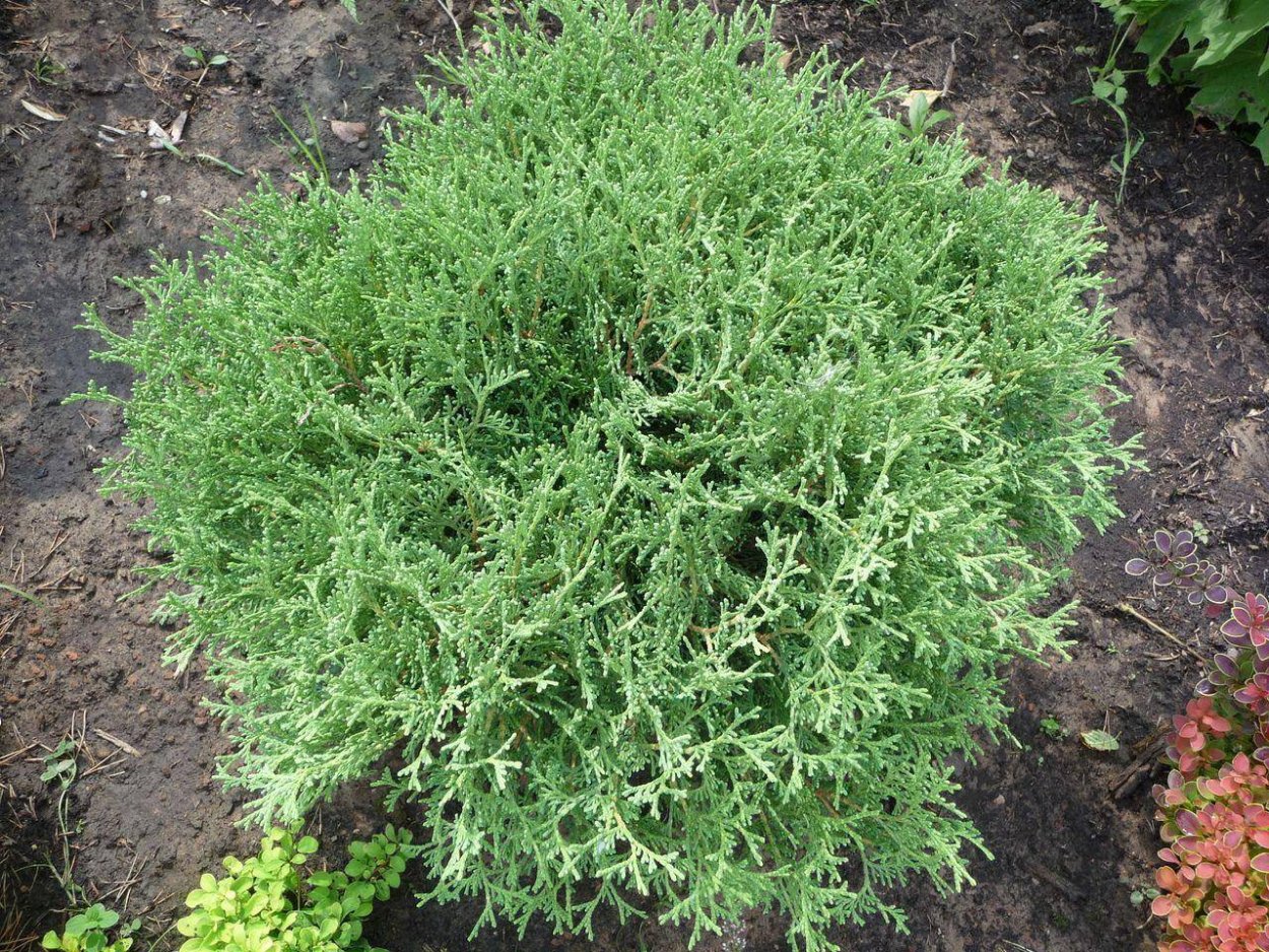 Thuja occidentalis tiny tim туя Западная тайни тим