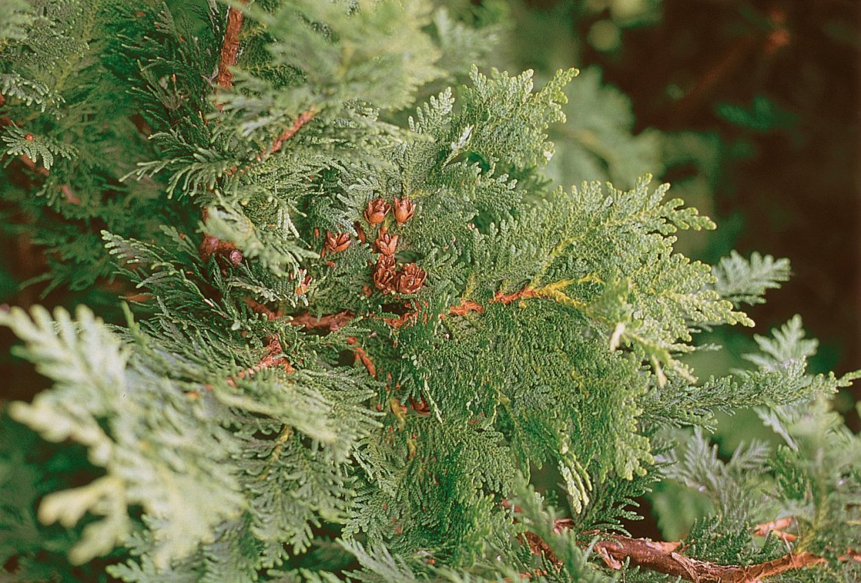 Туя Западная Thuja occidentalis семена