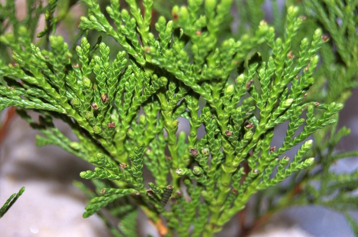 Туя Западная черешки