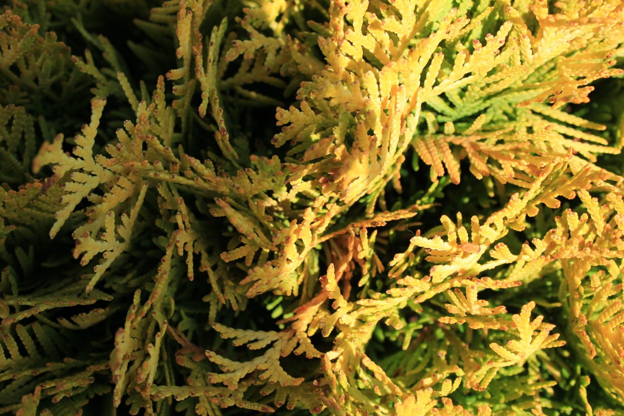 Туя Западная Mirjam