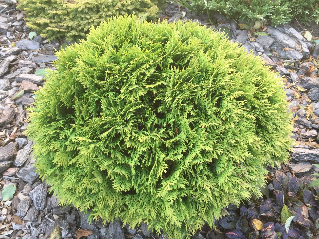 Туя Западная 'little Gem' (Thuja occidentalis 'little Gem')