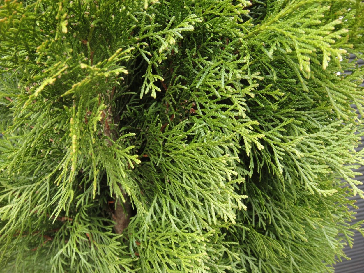 Туя Западная Excelsa