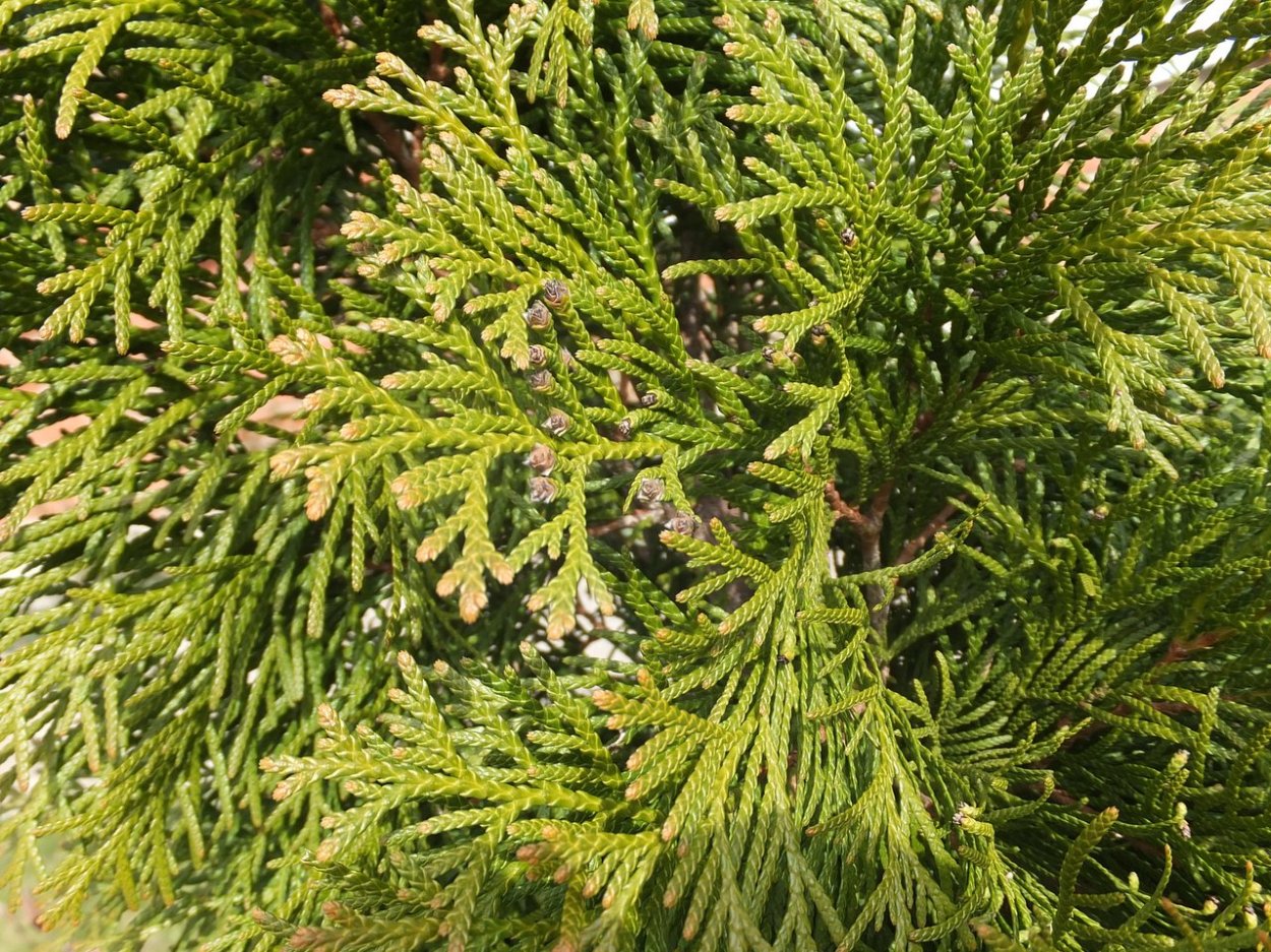 Туя Смарагд хвоя