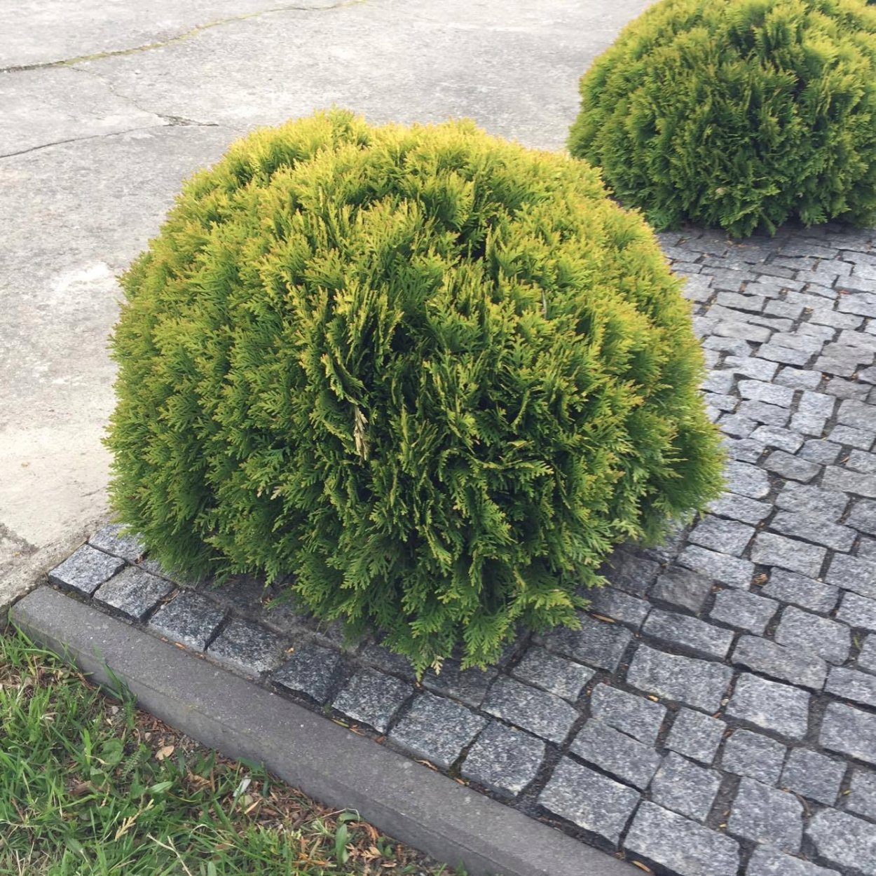 Туя Западная Глобоза Ауреа