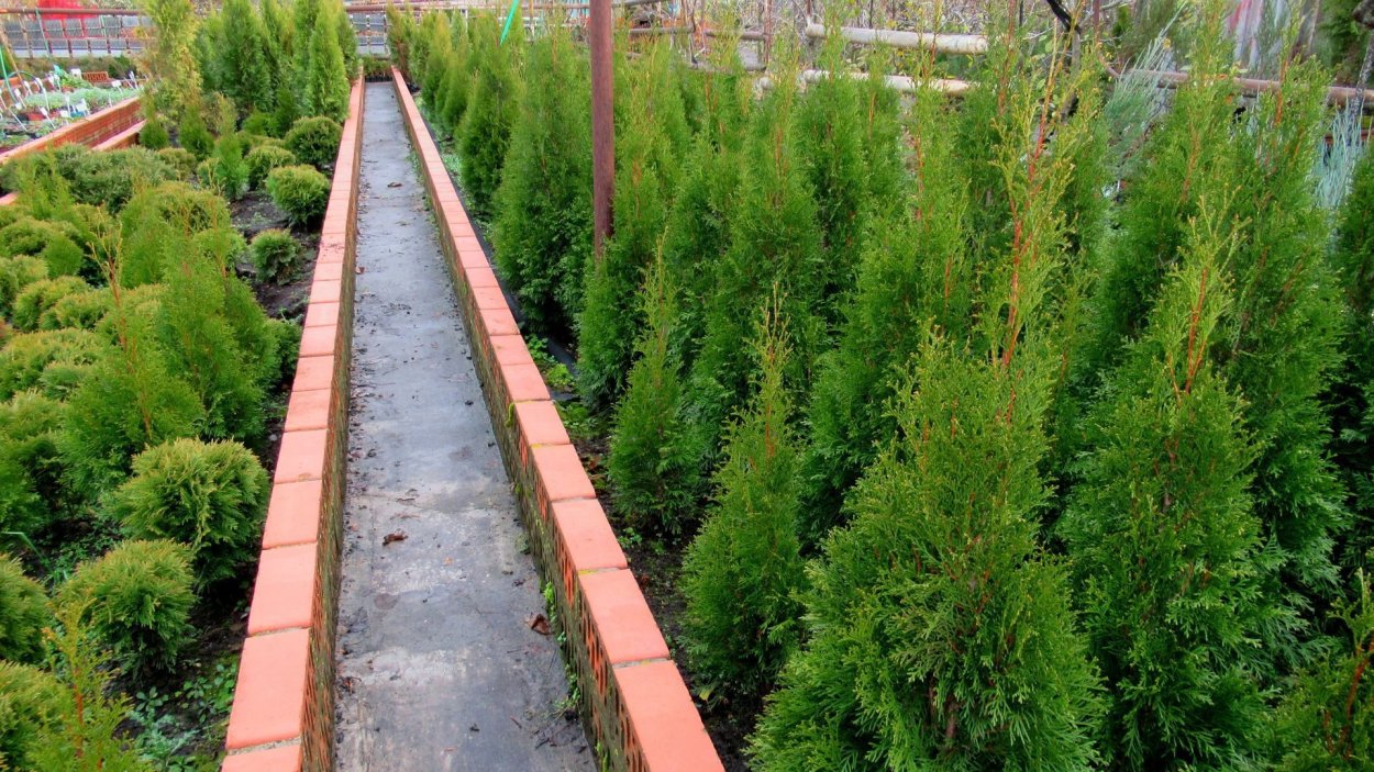 Корневая система туи Смарагд