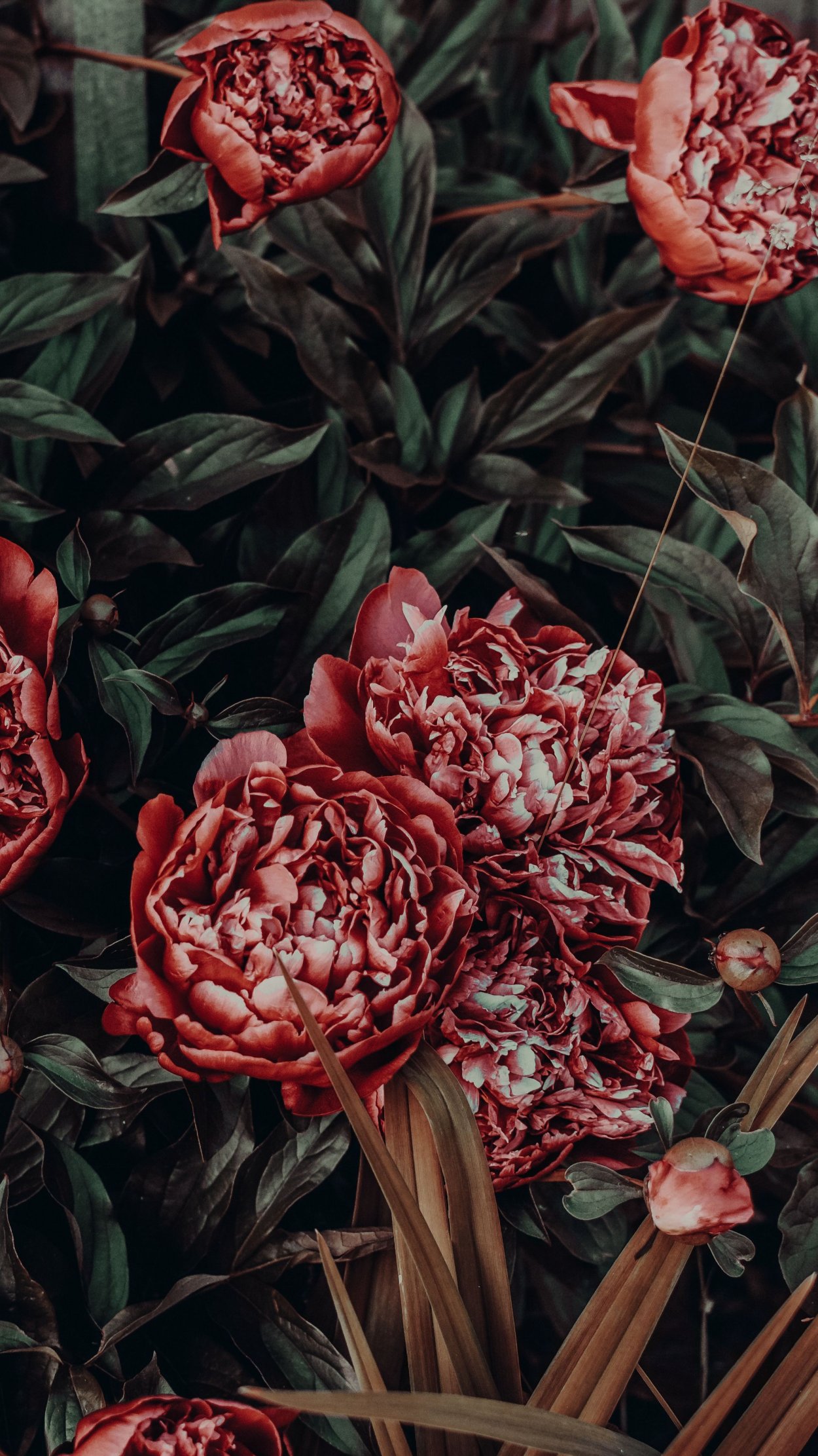 Гранатовые пионы