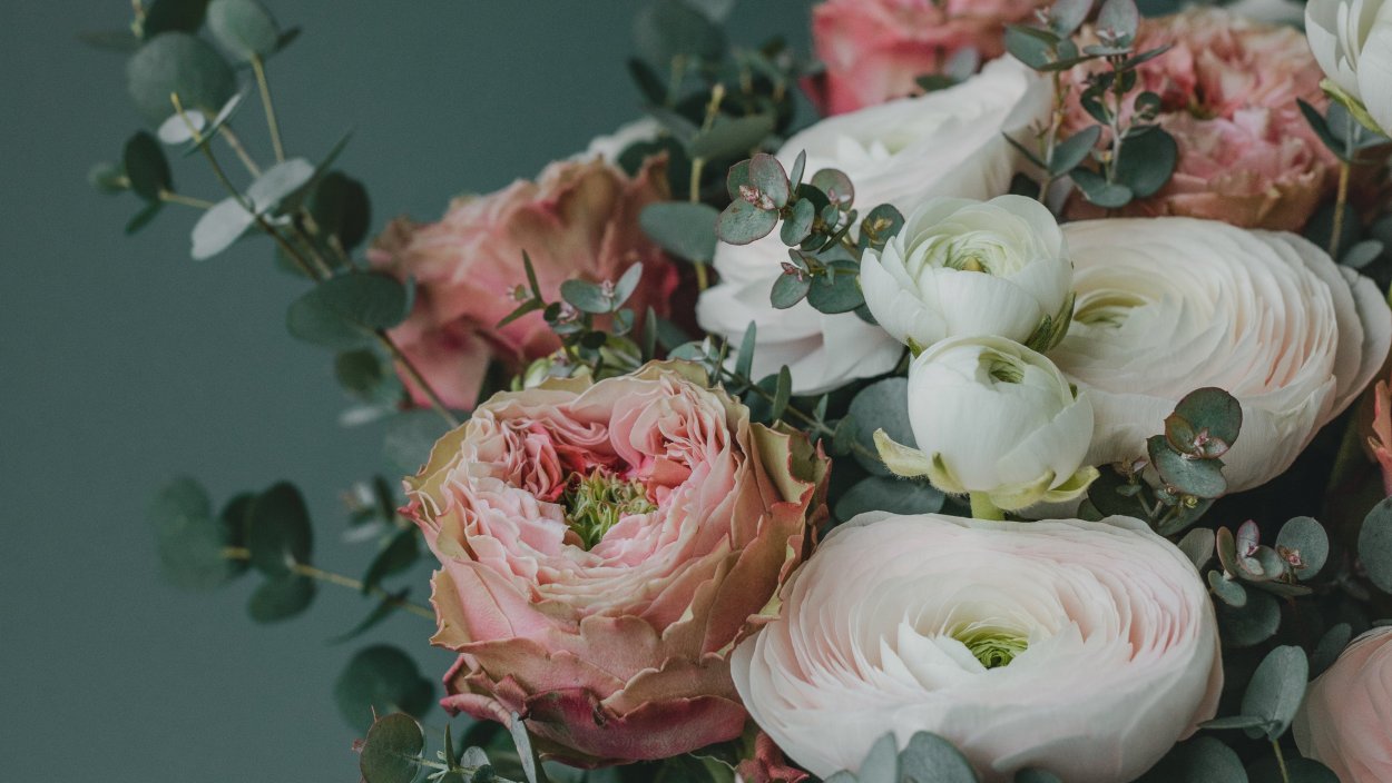 Ранункулюс Венера