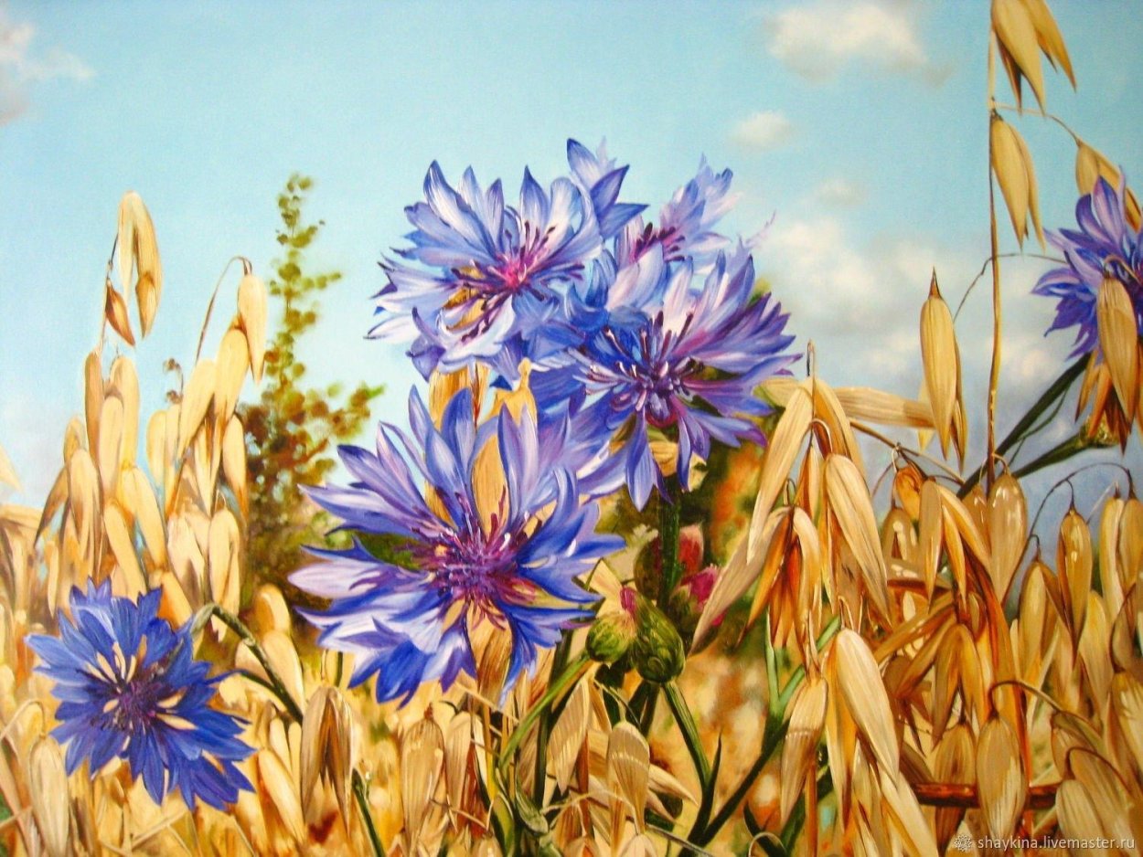 Василек Крылов