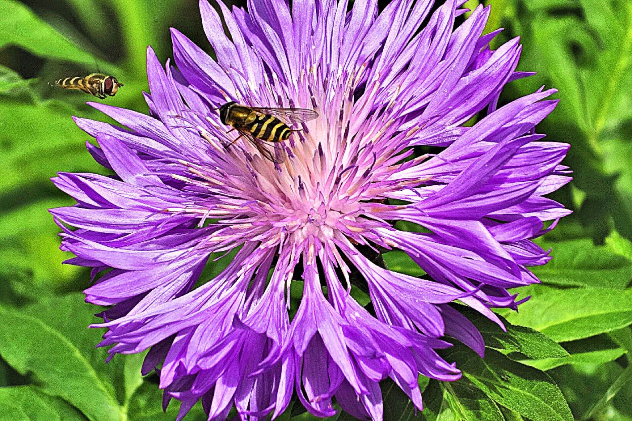 Васильки полевые