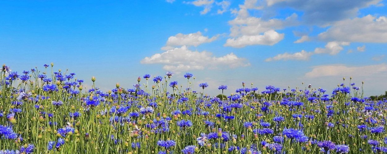 «Поле Васильков»