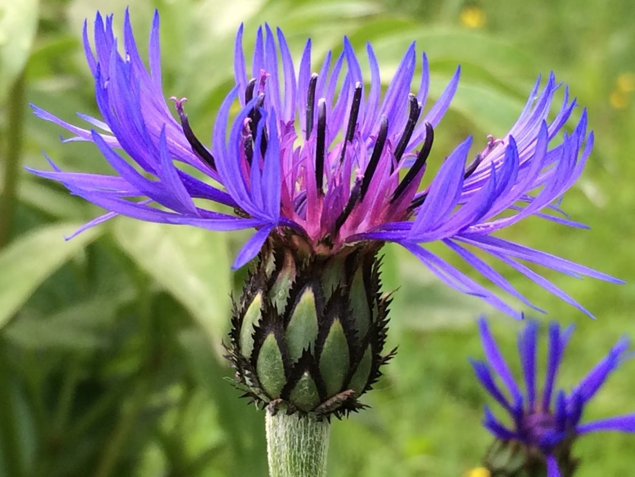 Василек Малави