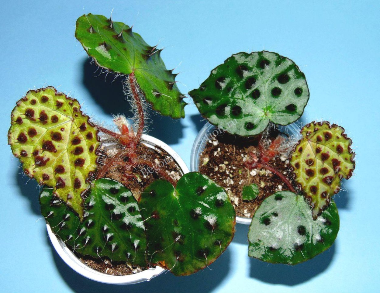 Бегония Melanobulata