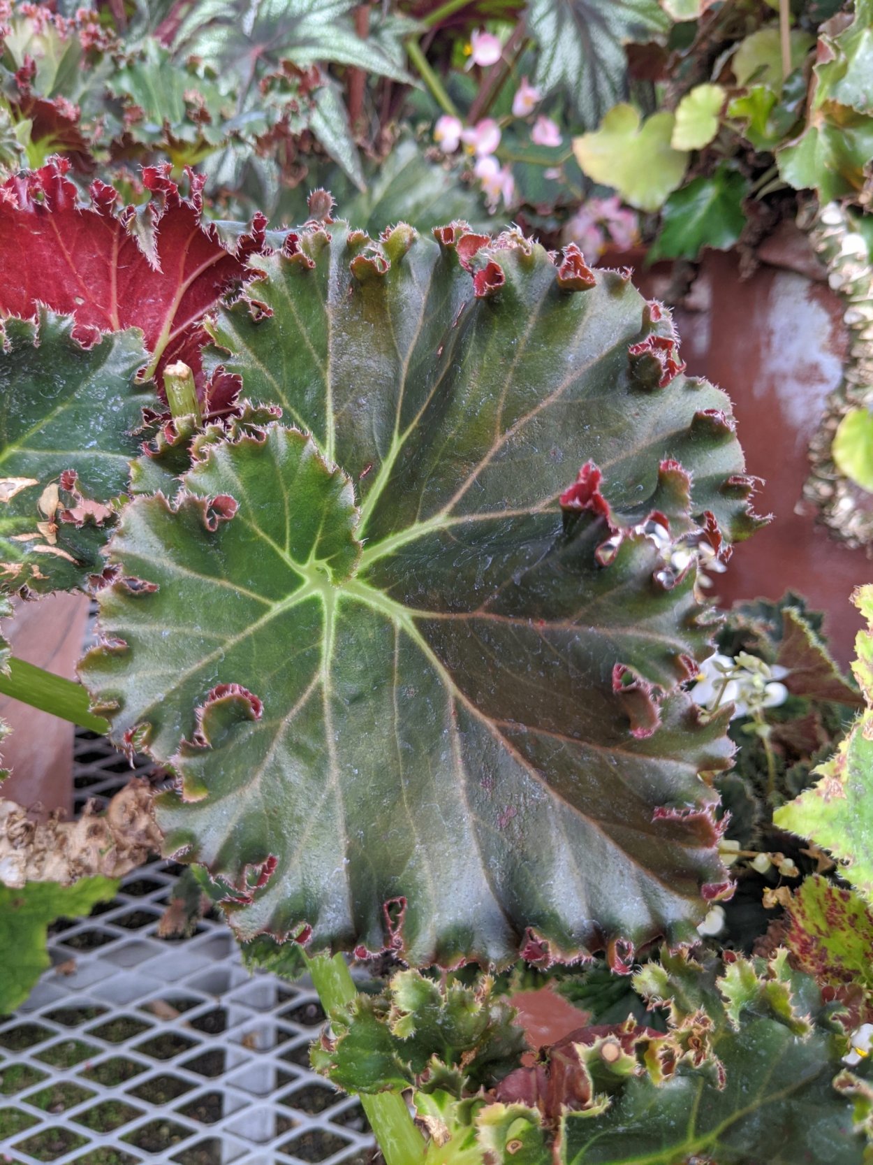 Бегония меланобулата