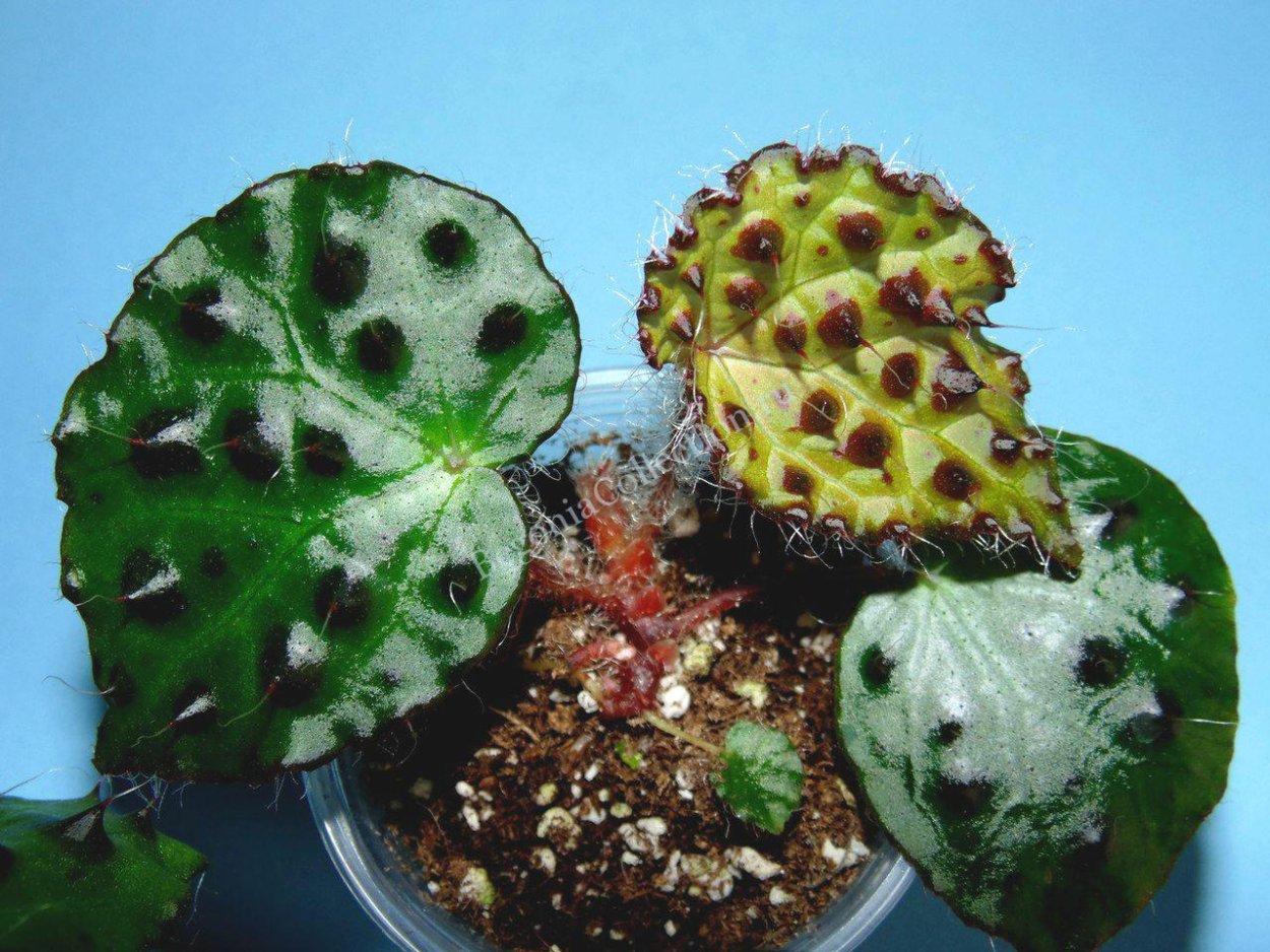 Бегония malachosticta