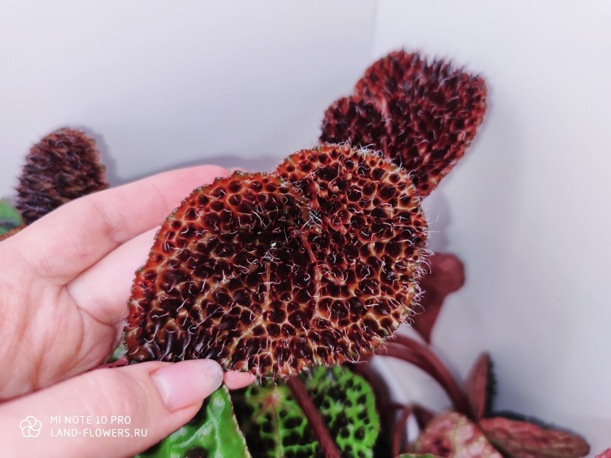 Бегония Melanobulata Rhizo