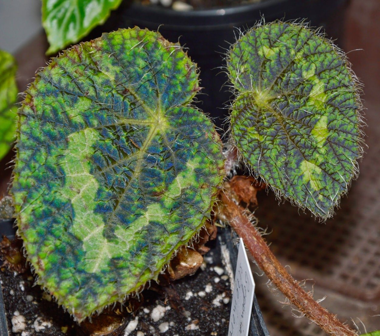 Бегония thelmae