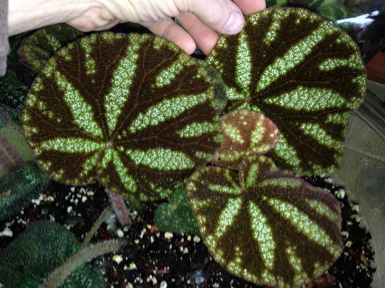 Бегония Tangalooma