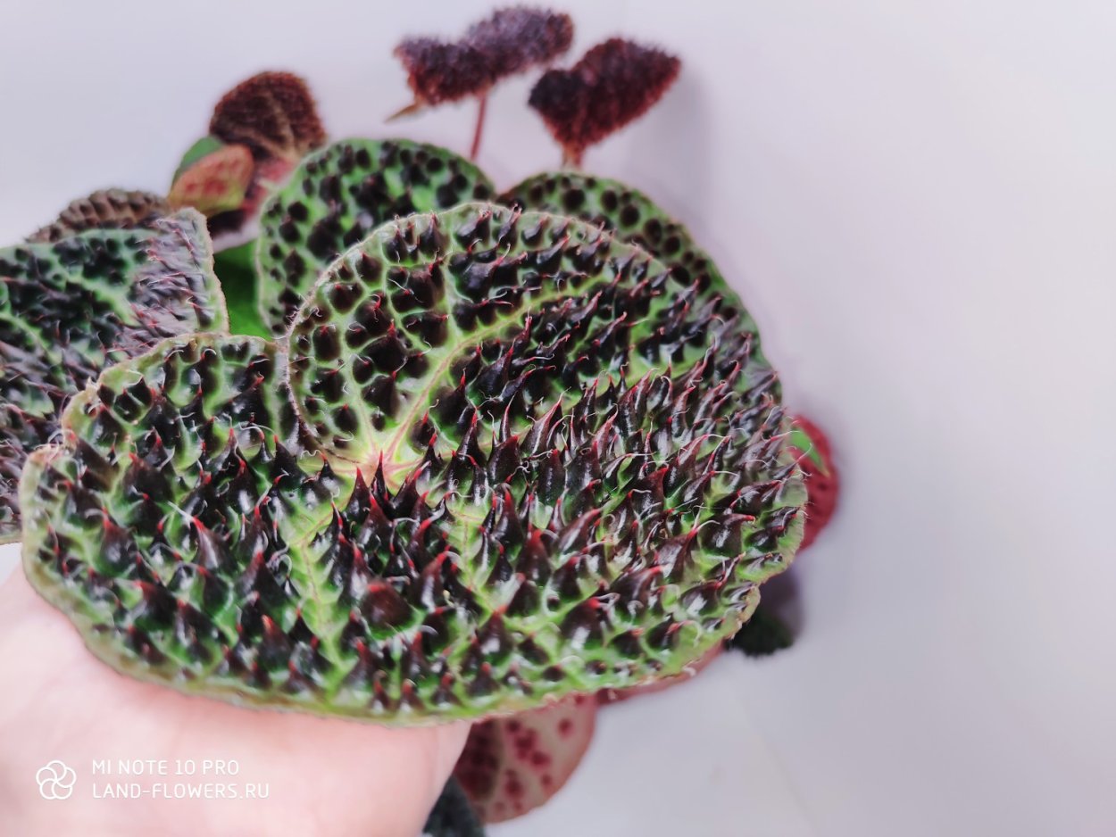 Бегония Melanobulata Rhizo