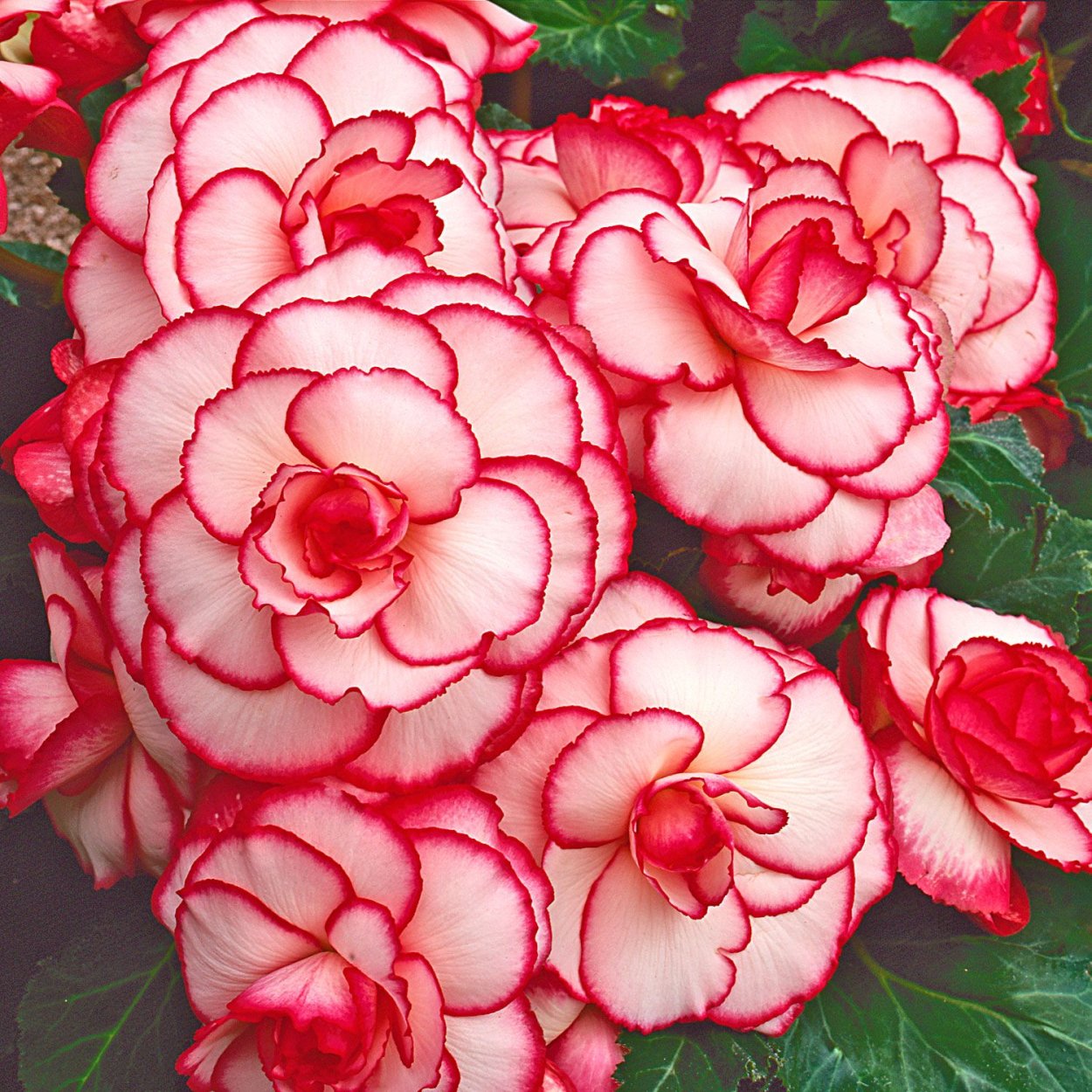 Бегония Пикоти Вайт ред