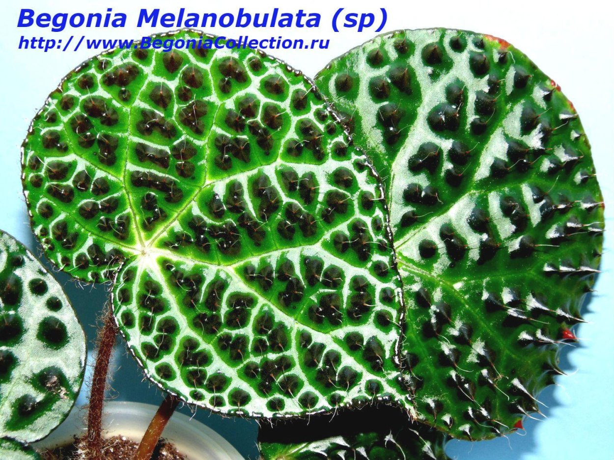 Бегония Melanobulata