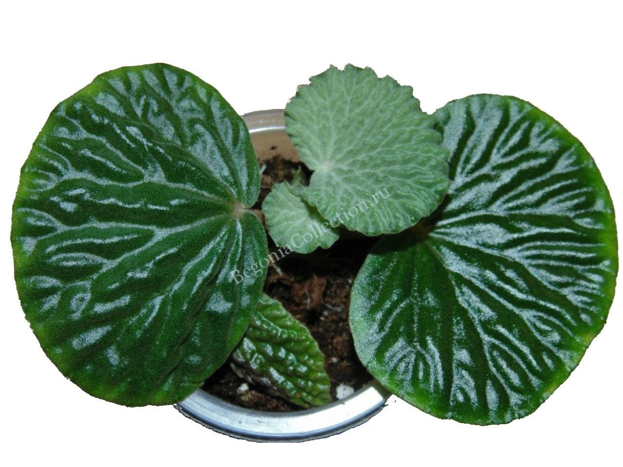 Бегония Melanobulata