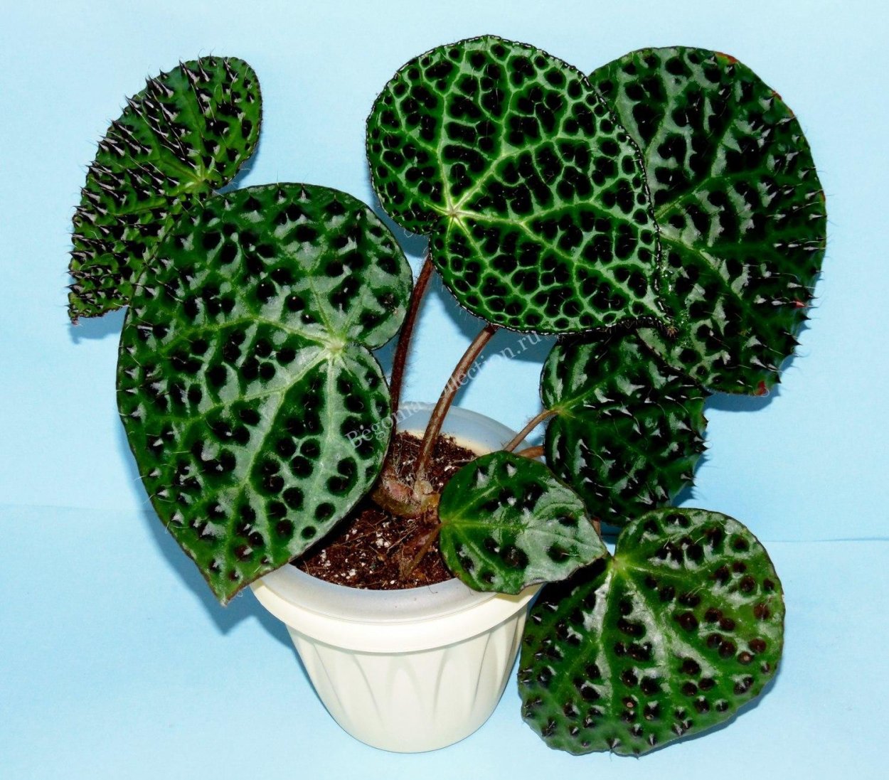 Бегония Melanobulata