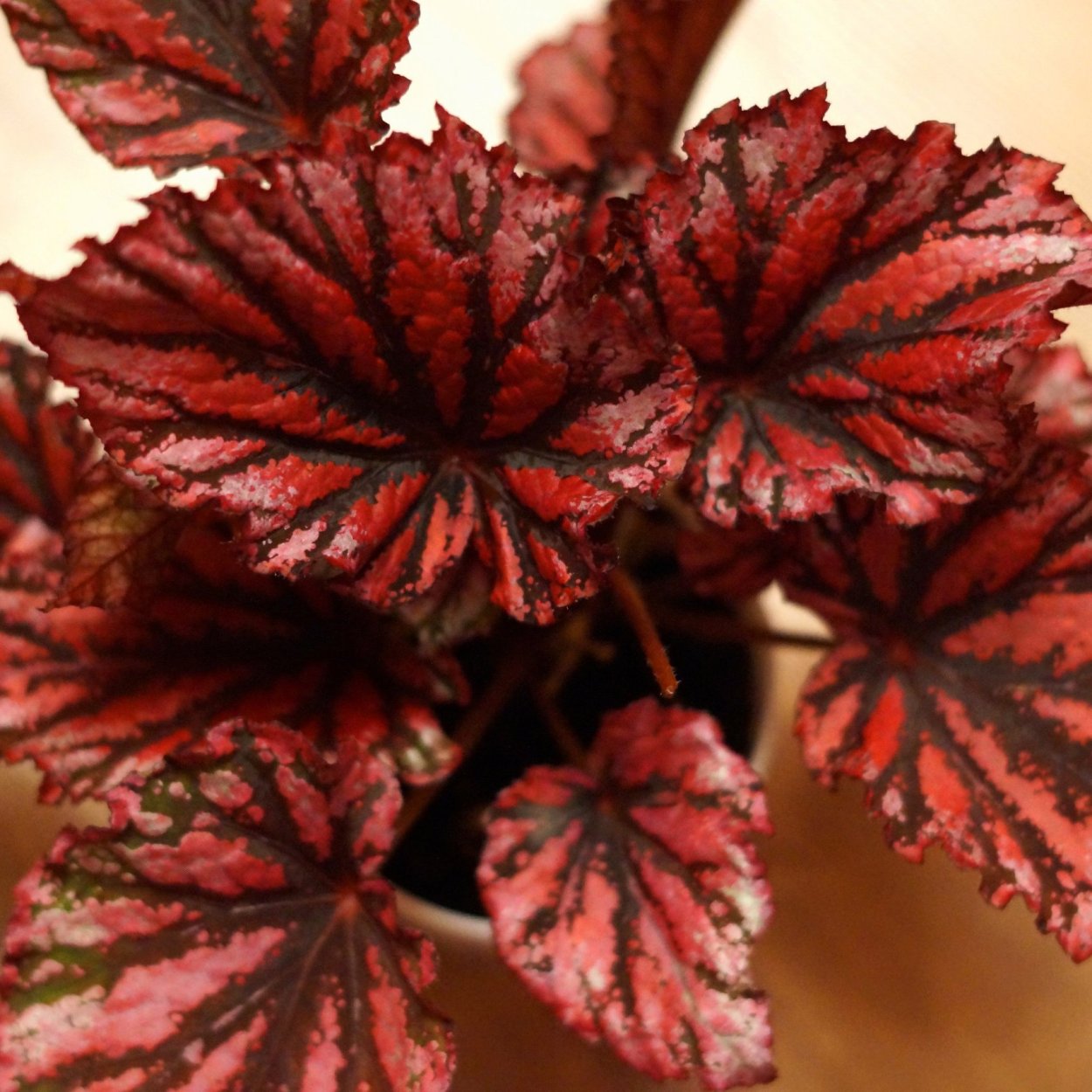 Бегония баккара