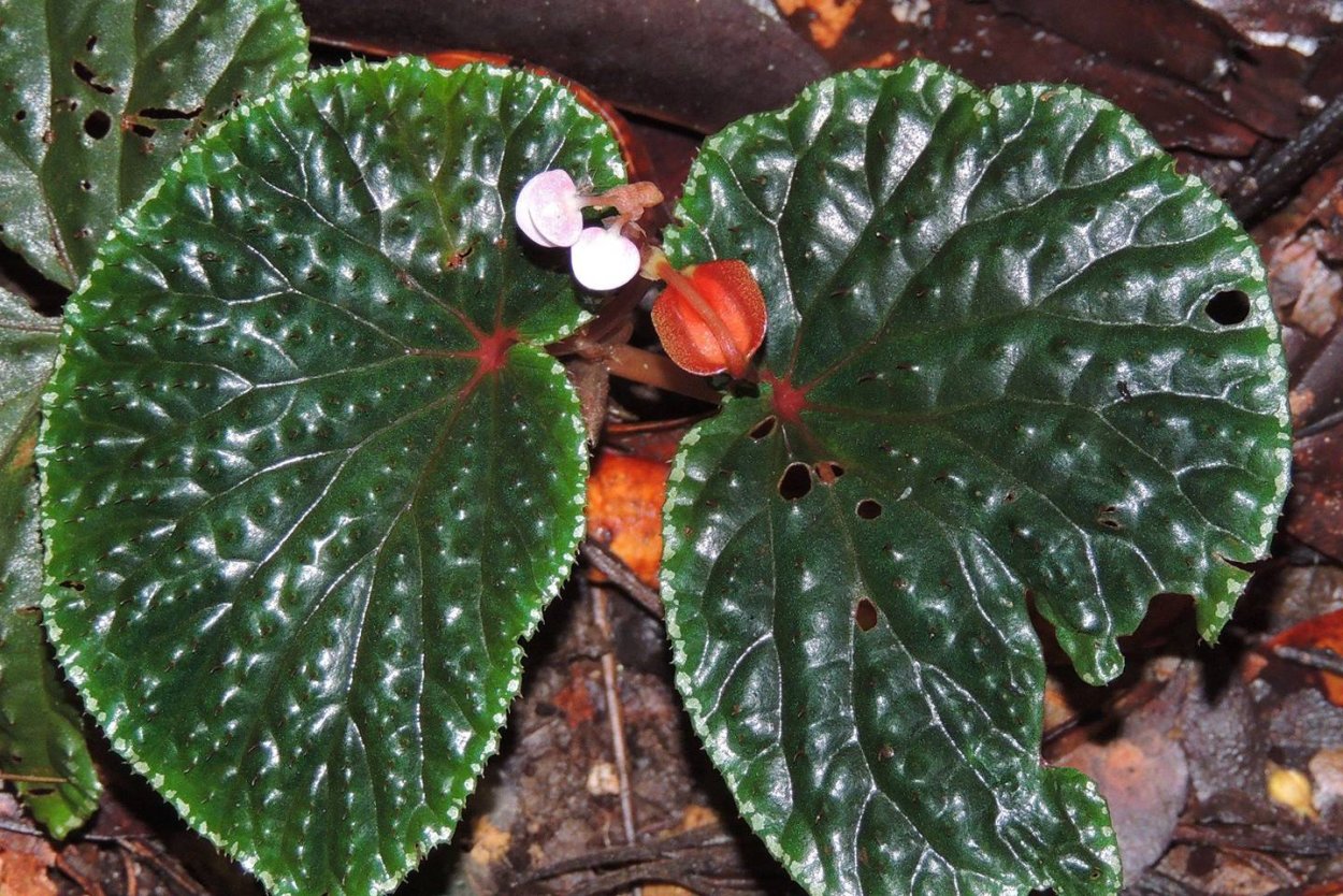 Бегония Mumtaz