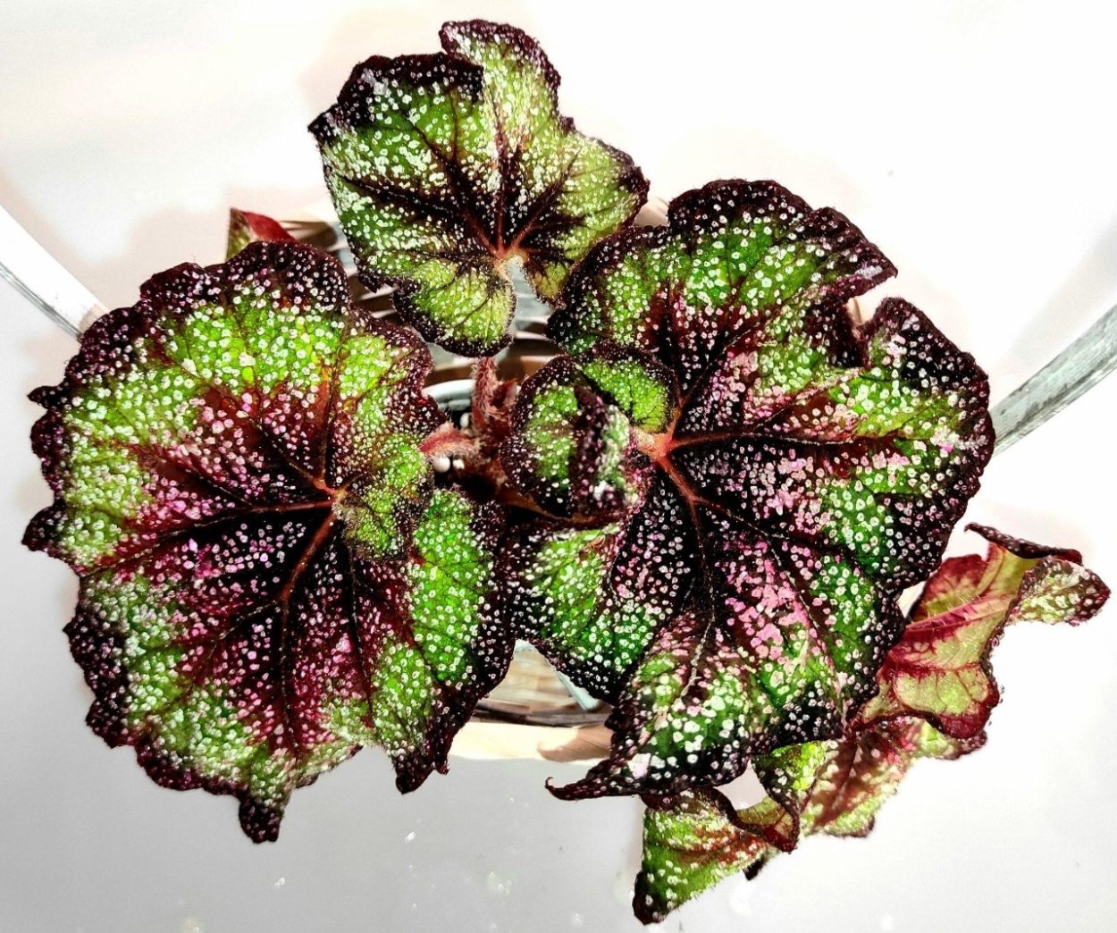 Бегония км- тиара