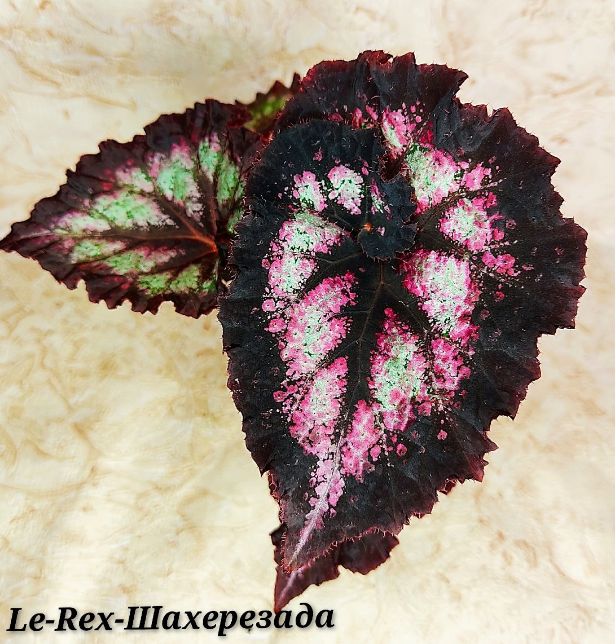 Бегония лик Дракоша