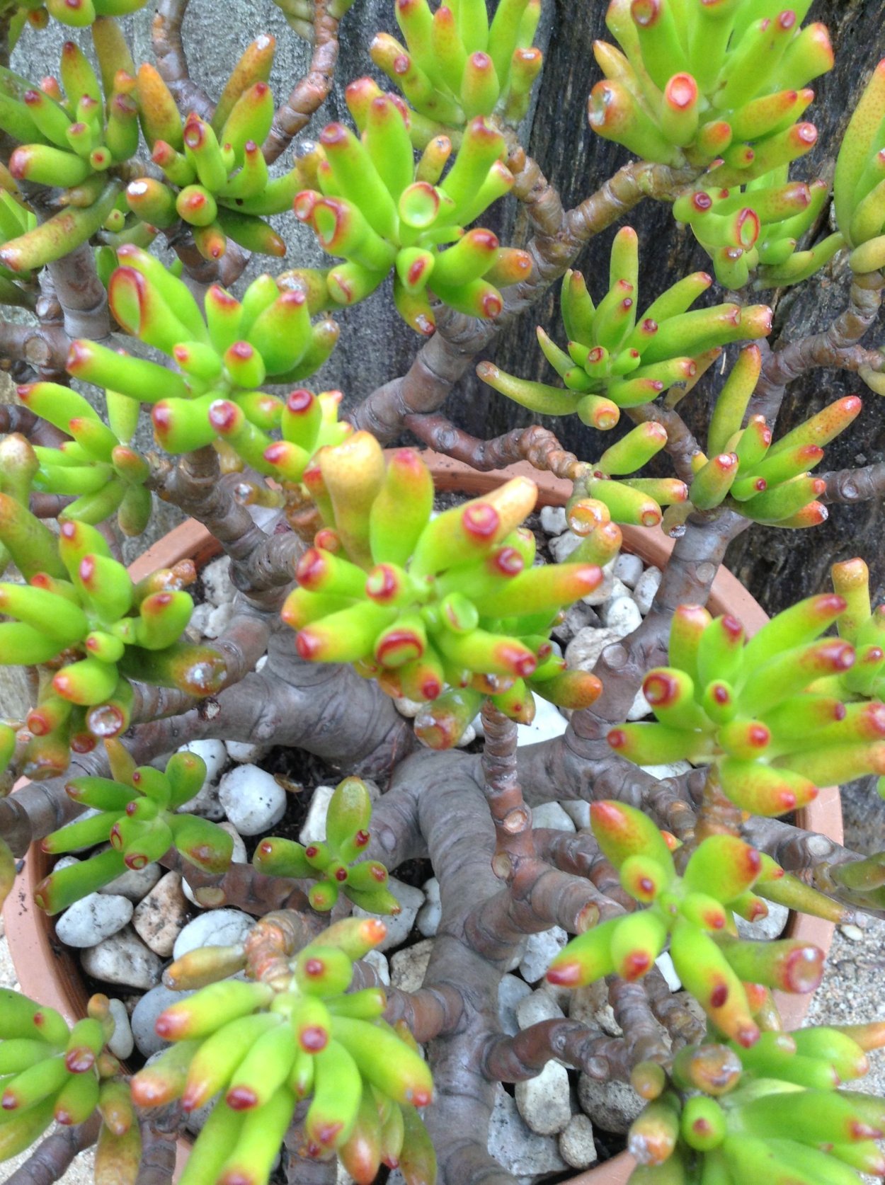 Суккулент Крассула Овата