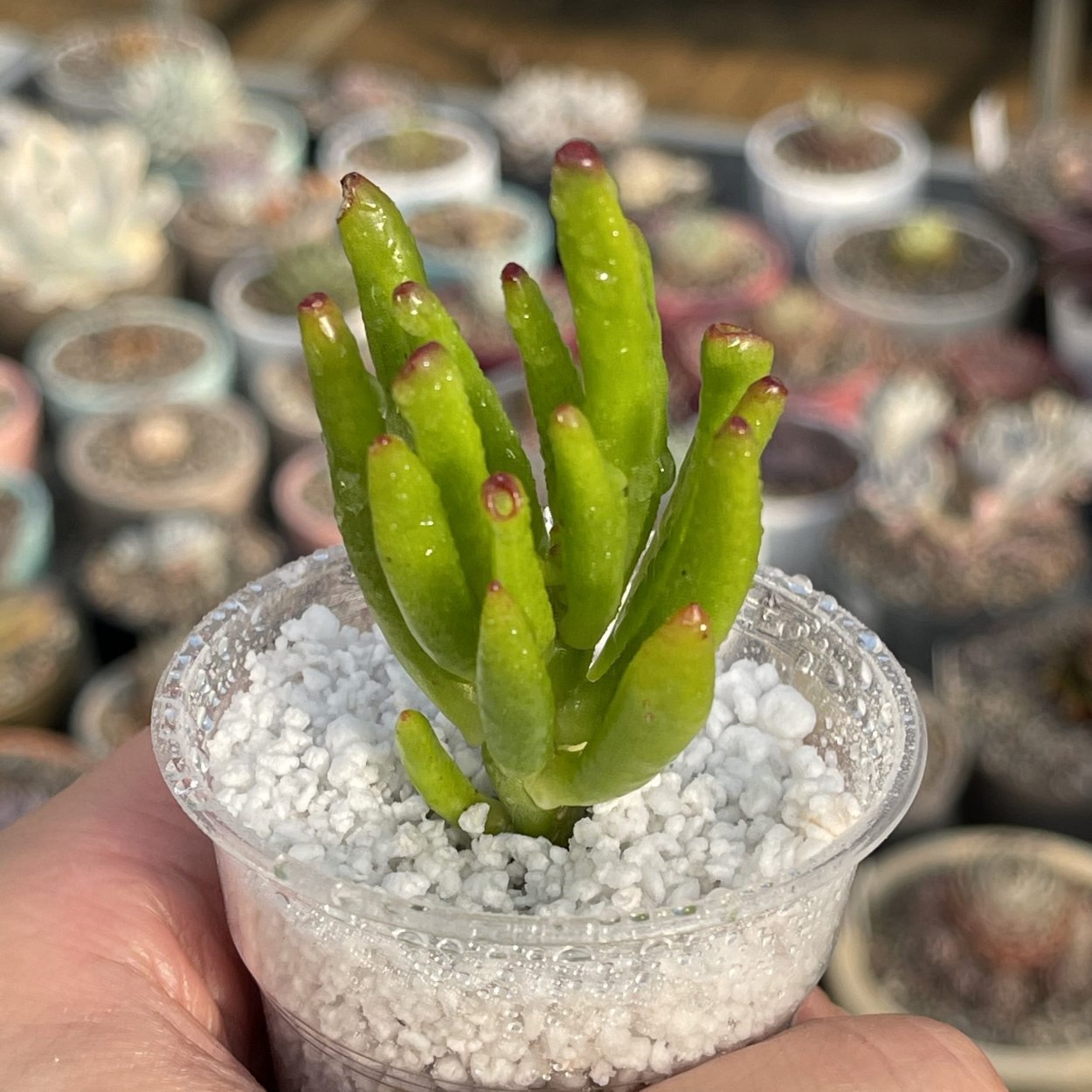 Крассула коралл