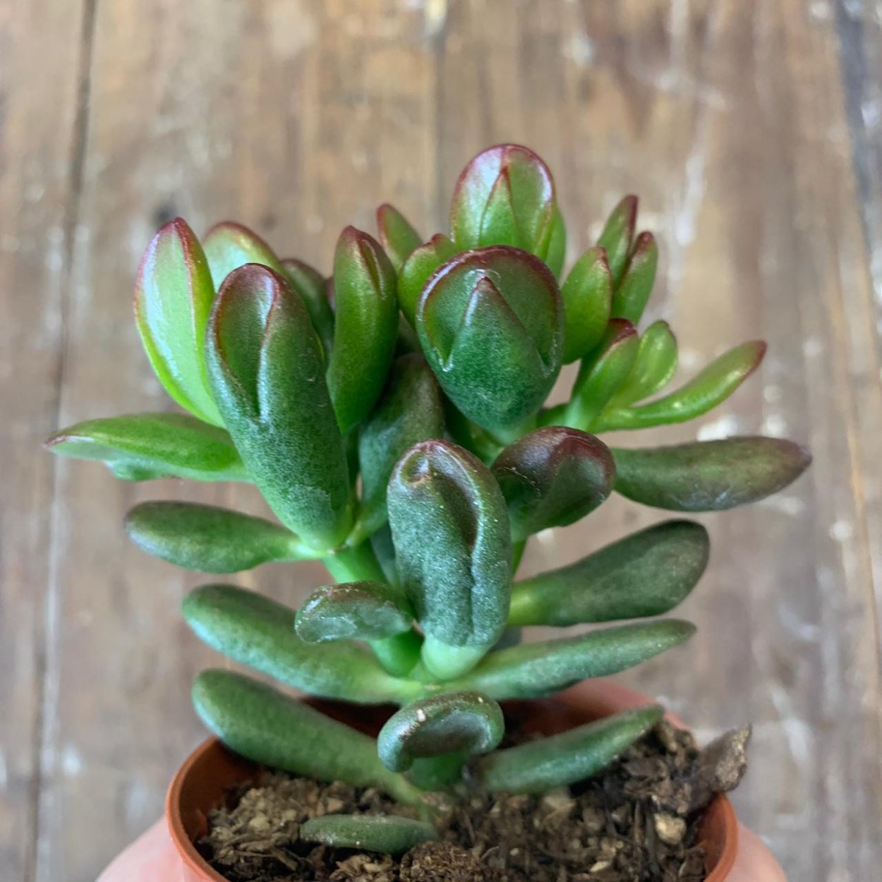 Толстянка яйцевидная (Crassula ovata)