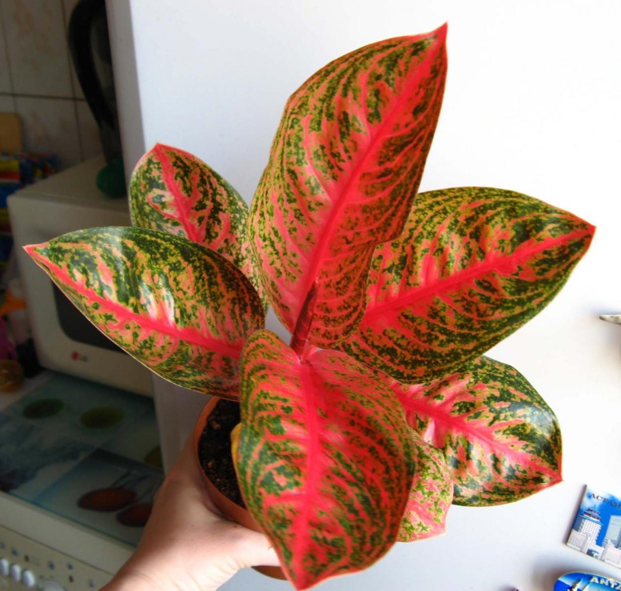 Аглаонема Anyamanee