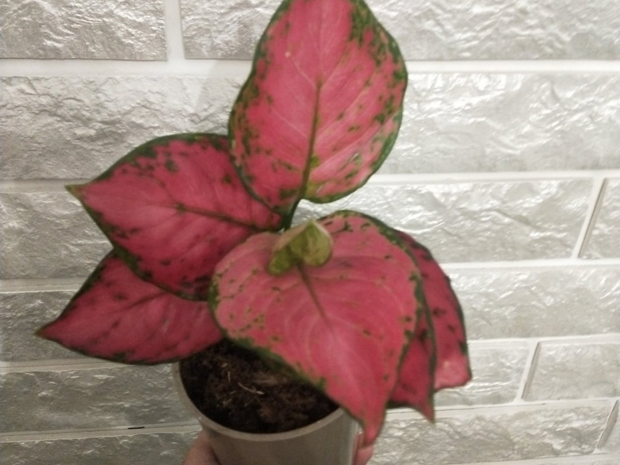 Аглаонема Сан Стар уход