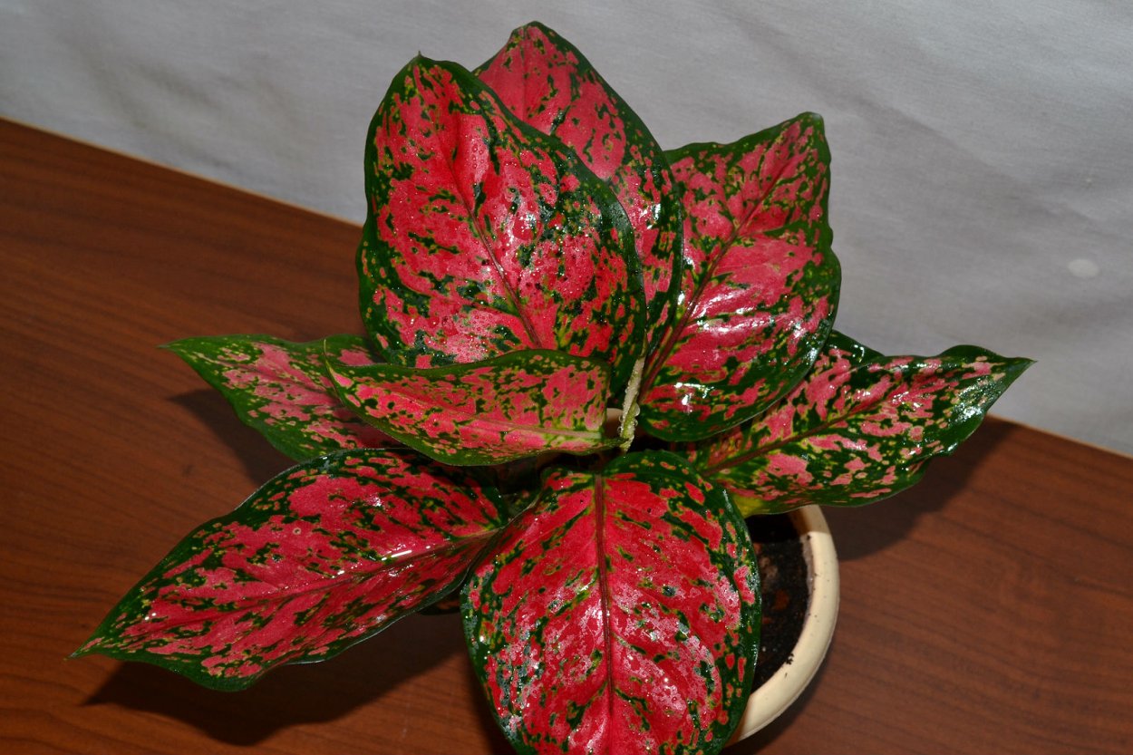 Аглаонема China Red