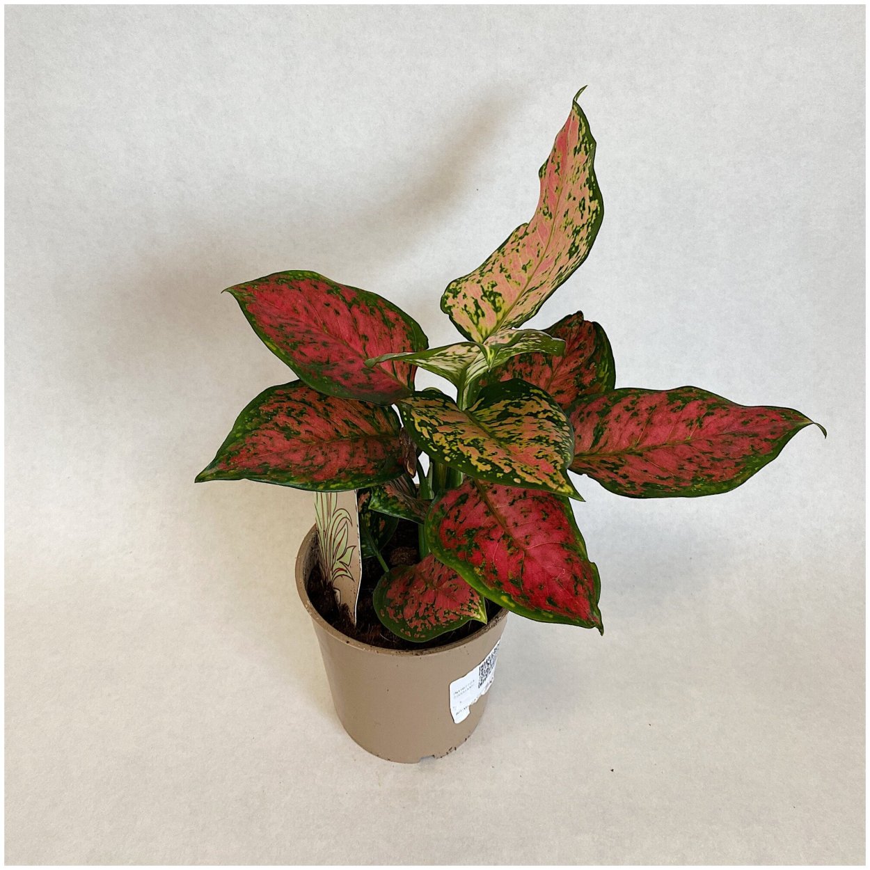 Аглаонема споттед Стар