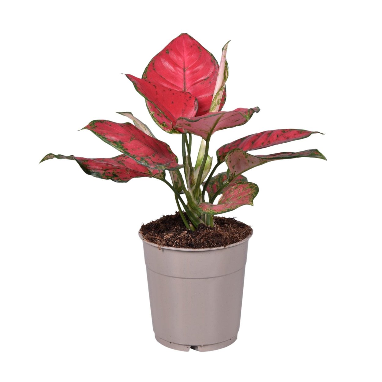 Аглаонема Сан Стар