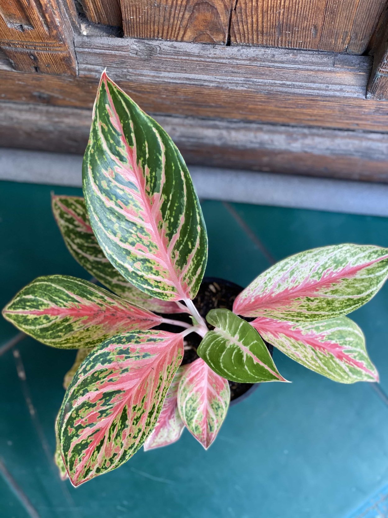 Аглаонема Ромео