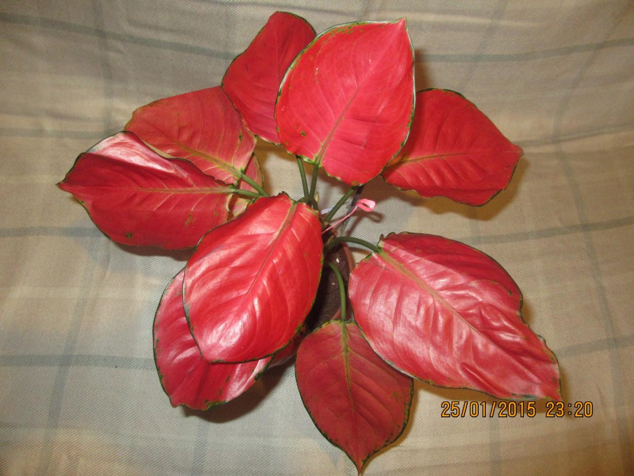 Аглаонема Solid Red Anyamanee