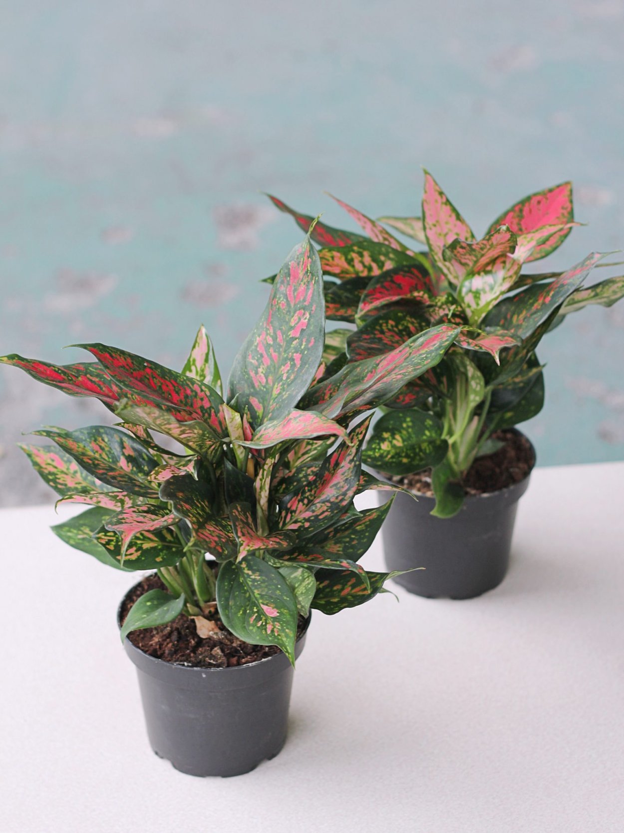 Аглаонема Кримсон лав