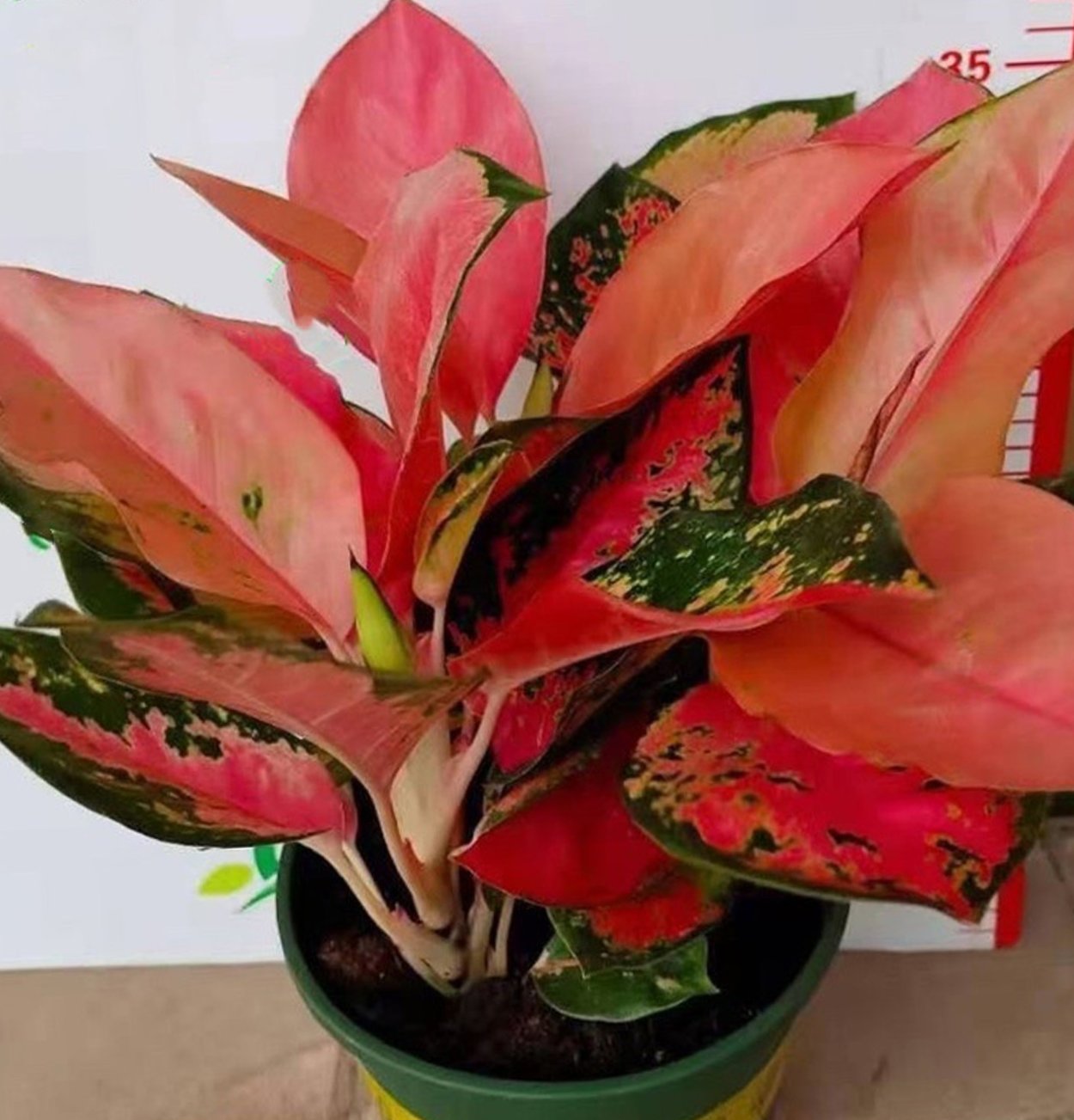 Аглаонема китайская красная