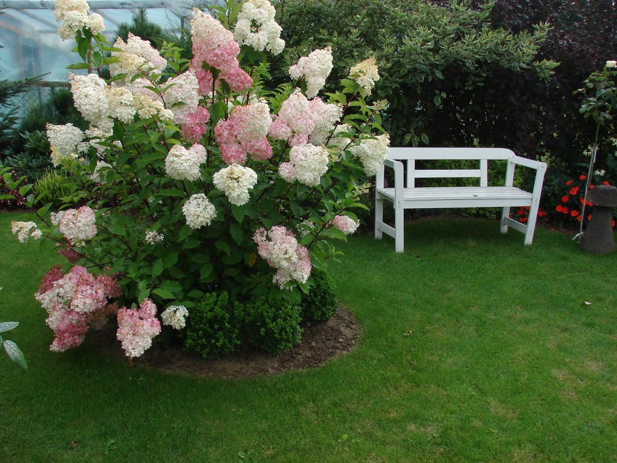 Гортензия Ванилла Фрейз