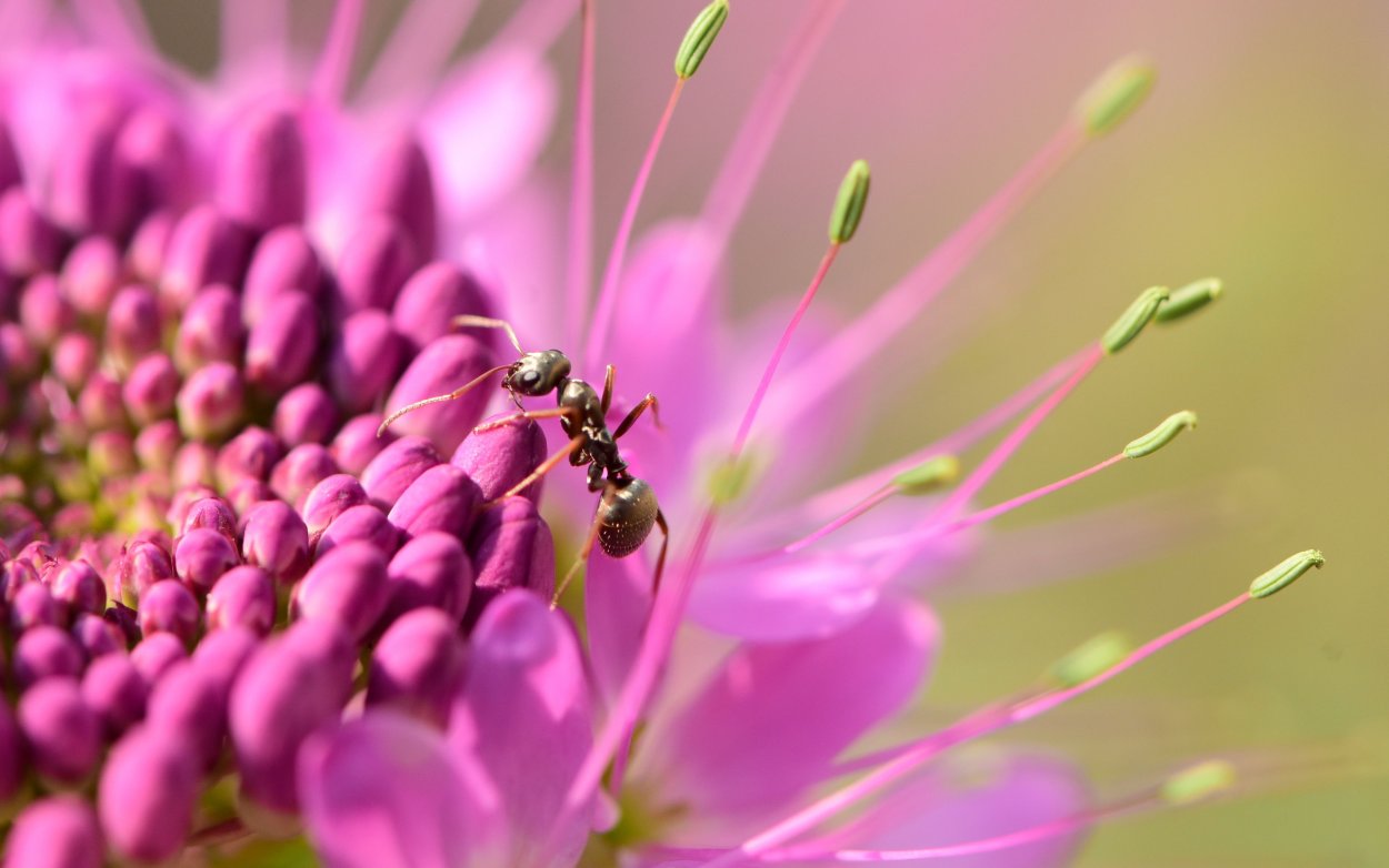 Макросъемка обои 4k художественное морковь