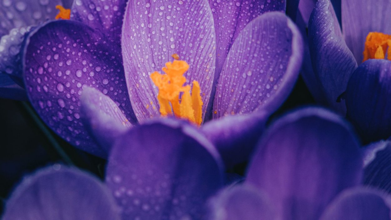 Фиолетовые цветы