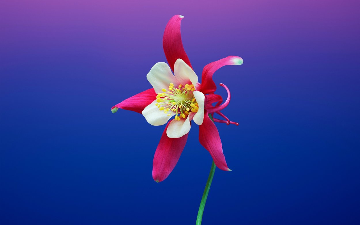 Aquilegia Flower