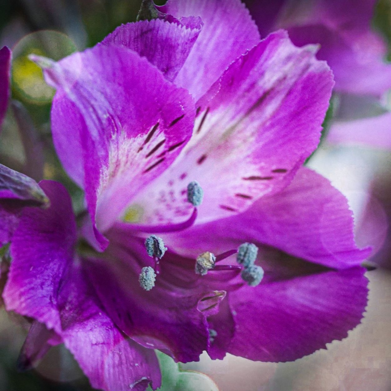 Альстромерия макро