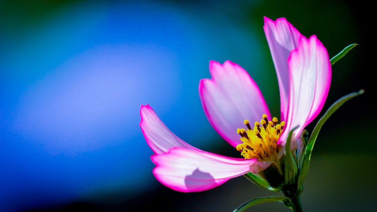 Цветы макро