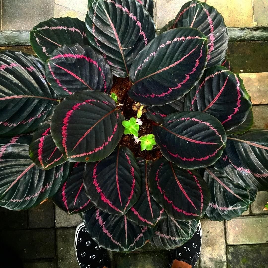 Комнатное растение с темными листьями. Калатея розеопикта Кримсон. Калатея бикажу Гекко. Калатея Дотти. Калатея розеопикта Дотти.